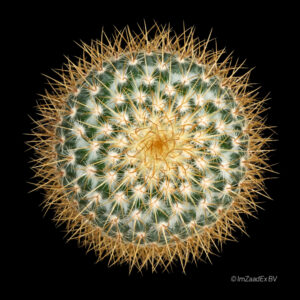 mammillaria pringlei rubra