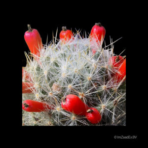 mammillaria prolifera