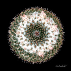 mammillaria sempervivi