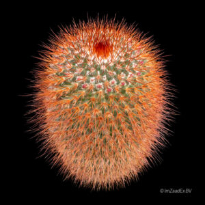 Mammillaria spinosissima rubra