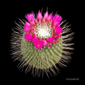 Mammillaria spinosissima var. un pico
