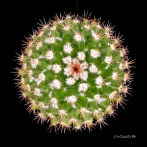 mammillaria tenango del valle red flowers