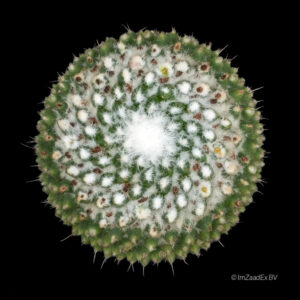 Mammillaria toluca