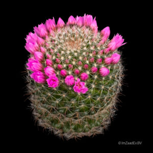 Mammillaria zeilmanniana