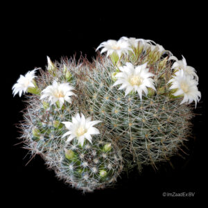 Mammillaria zeilmanniana var. albiflora