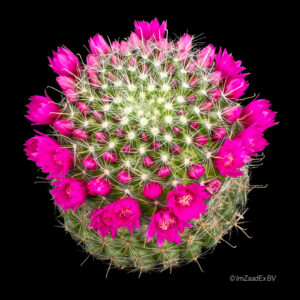 Mammillaria zeilmanniana var. precox