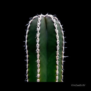 Marginatocereus marginatus