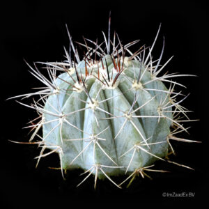 Melocactus azureus