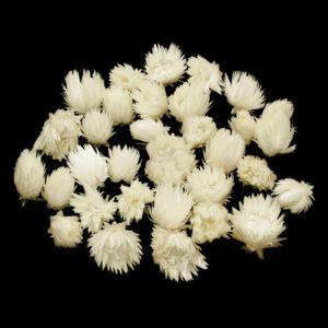 heliocrisum (capsbloem) natural white