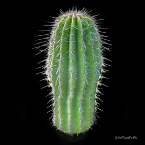 Neobuxbaumia tetetzo