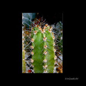 Neoraimondia gigantea