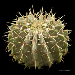 Notocactus buiningii