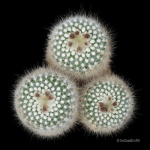 Notocactus scopa bueneckeri