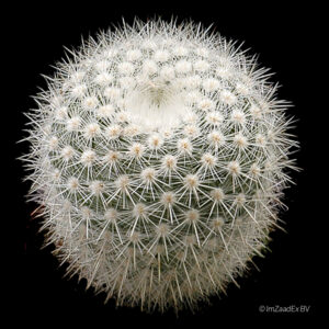 notocactus_scopa_albispina