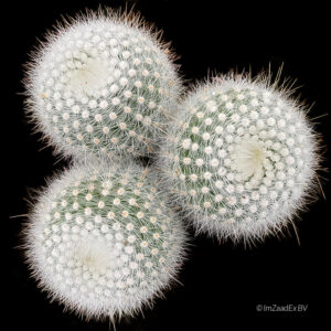 Notocactus sucineus albispinus