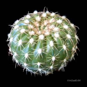 Notocactus uebelmannianus
