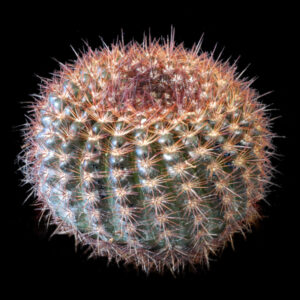 Notocactus vanvlietii