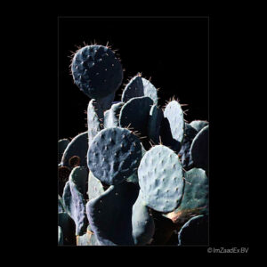 Opuntia robusta