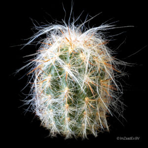 Oreocereus neocelsianus