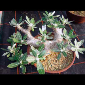 Pachypodium rosulatum
