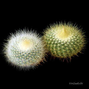 Parodia chrysacanthion