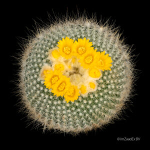 Parodia chrysacanthion albispina