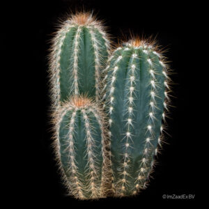 Pilosocereus braunii