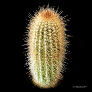 Pilosocereus chrysotele