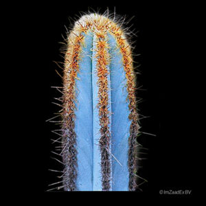 Pilosocereus fulvilanatus