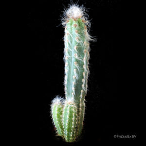 Pilosocereus glaucescens