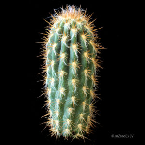 Pilosocereus gounellei