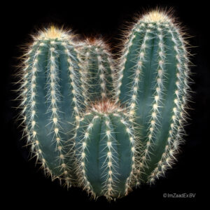 Pilosocereus odilensis