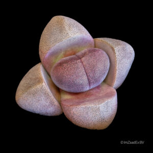 pleiospilos nelii rubra