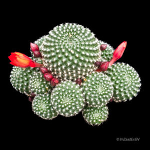 Rebutia krainziana