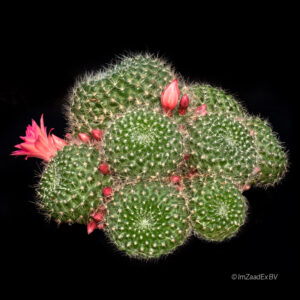 Rebutia violaceaflora