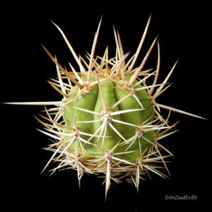 Trichocereus bridgesii