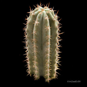 Trichocereus macrogonus var. pachanoi