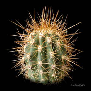 Trichocereus pasacana