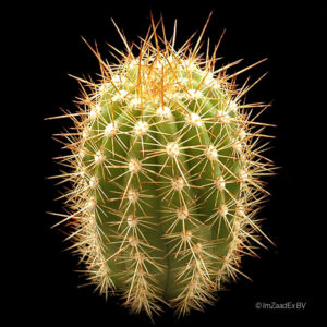 Trichocereus schickendantzii