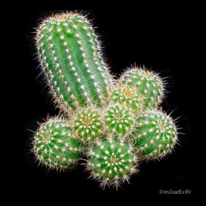 Trichocereus spachianus