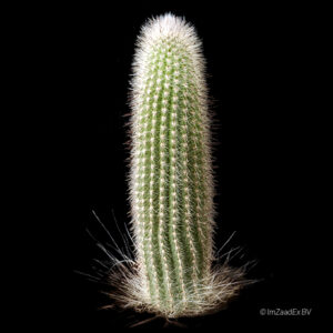 Trixanthocereus blosfeldiorum