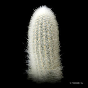 Trixanthocereus senilis