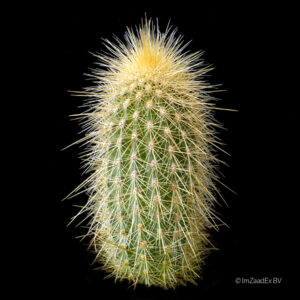 Vatricania guentheri