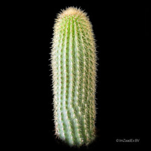 Weberbauerocereus johnsonii