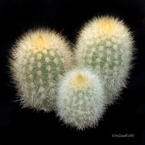 Weberbauerocereus rauhii