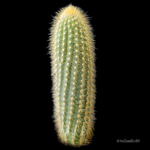 Weberbauerocereus winterianus